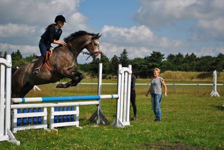 Dansk Varmblod Lamborghini LF - Spring undervisning.  billede 7