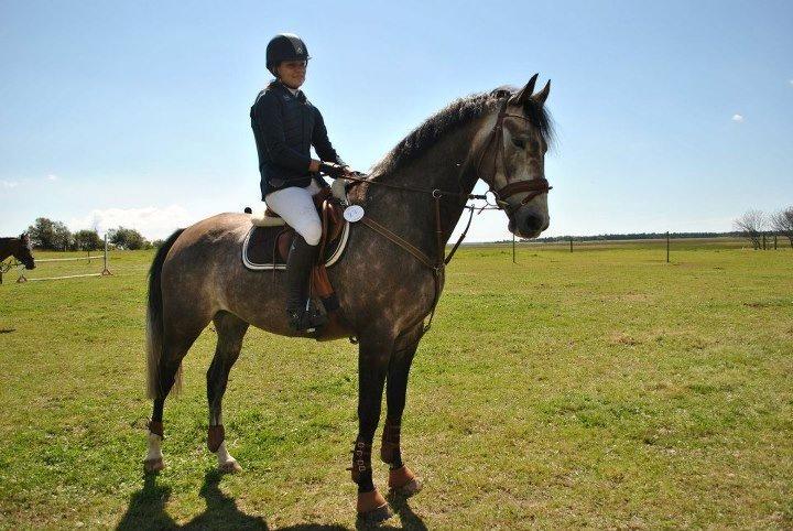 Dansk Varmblod Lamborghini LF - Stævne billede 8