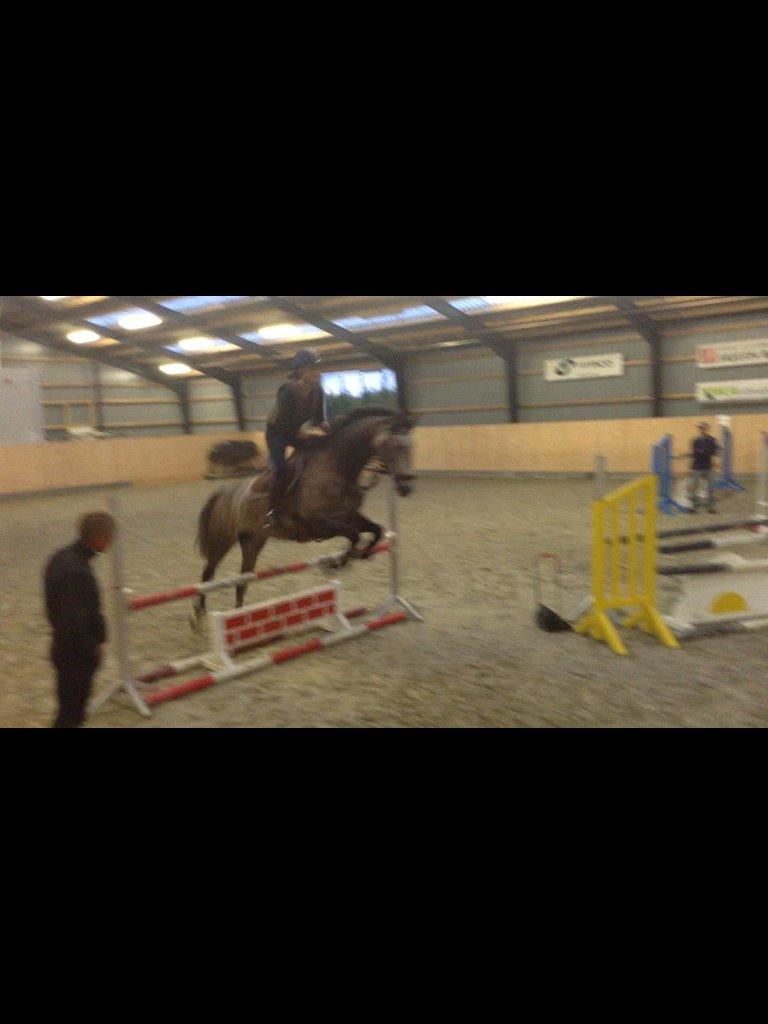 Dansk Varmblod Lamborghini LF - Spring undervisning - taget ud fra video billede 9