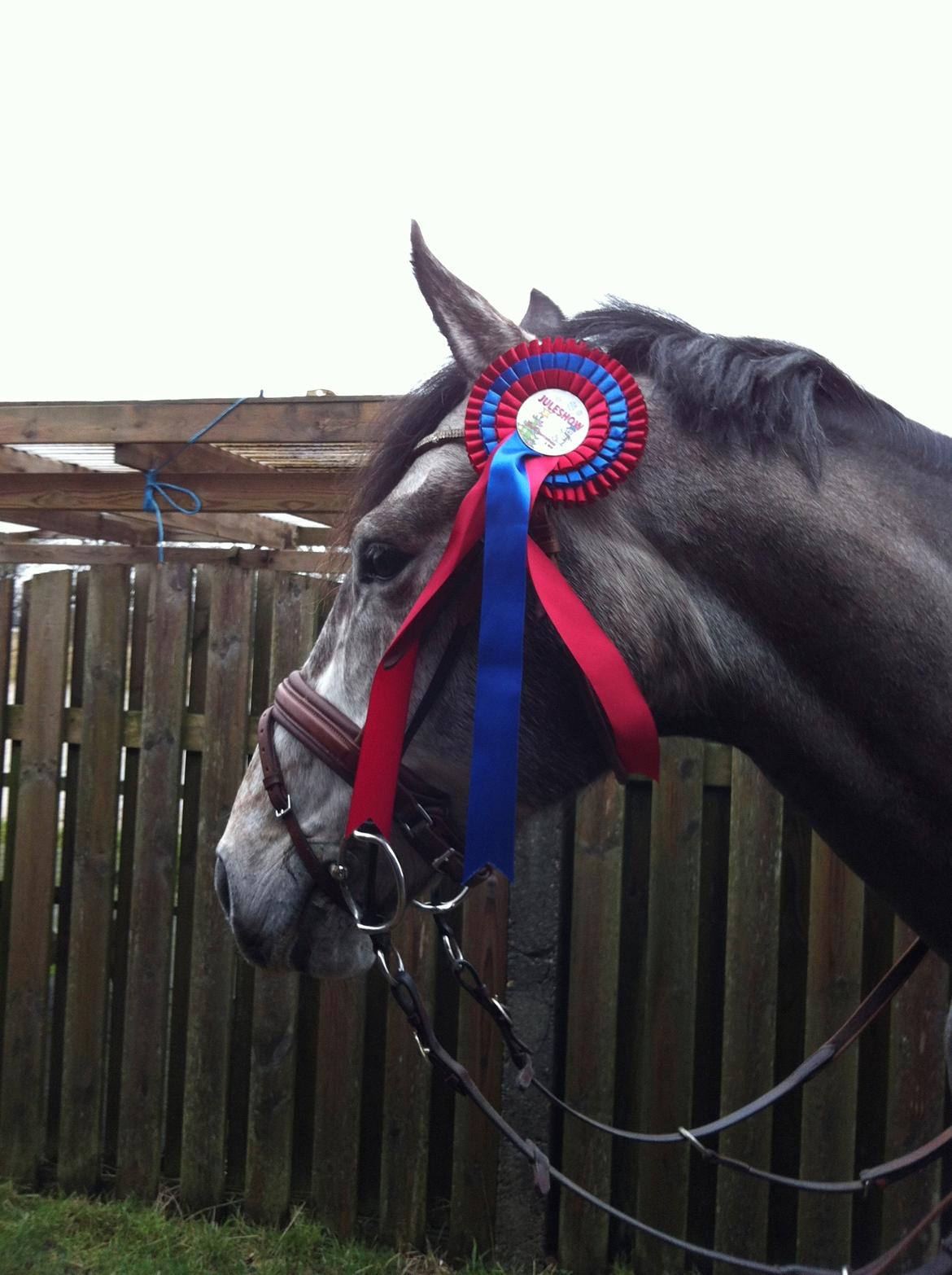 Dansk Varmblod Lamborghini LF - til stævne billede 10