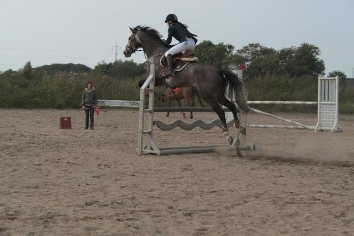 Dansk Varmblod Lamborghini LF - i LC billede 11