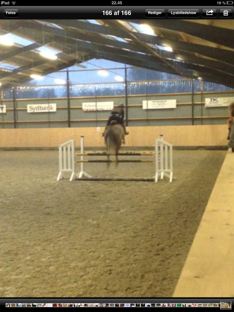 Dansk Varmblod Lamborghini LF - Spring undervisning - taget ud fra video.  billede 12