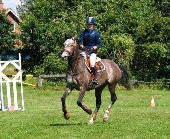 Dansk Varmblod Lamborghini LF - første stævne sammen.  billede 13