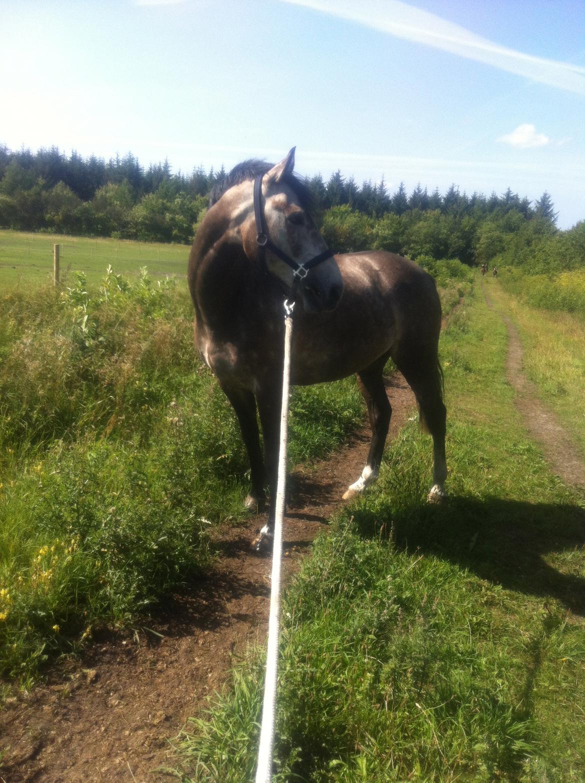 Dansk Varmblod Lamborghini LF billede 14