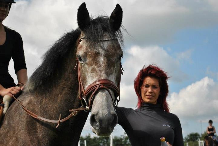 Dansk Varmblod Lamborghini LF billede 15