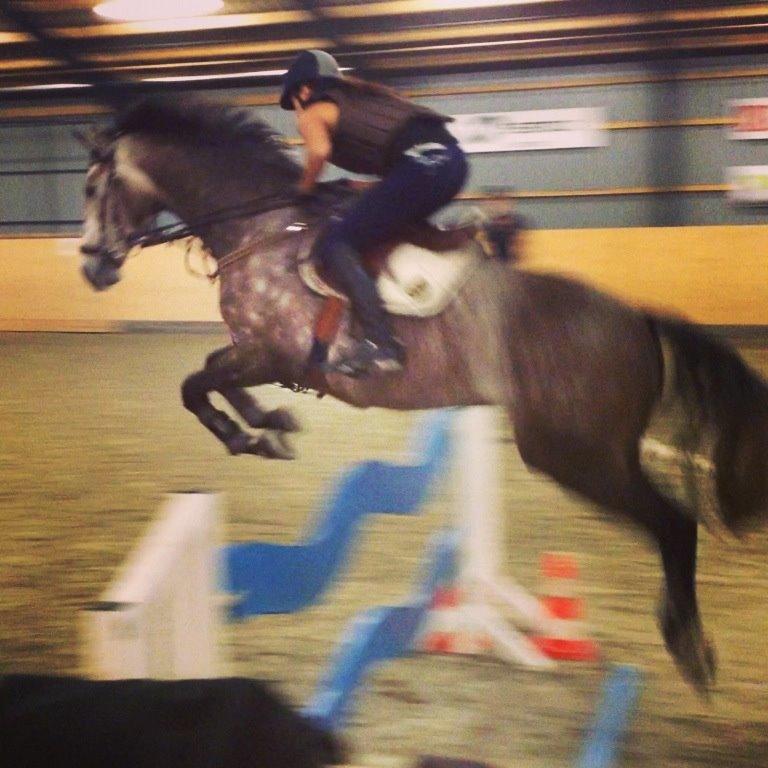 Dansk Varmblod Lamborghini LF - Spring undervisning - taget ud fra video. 140cm billede 16