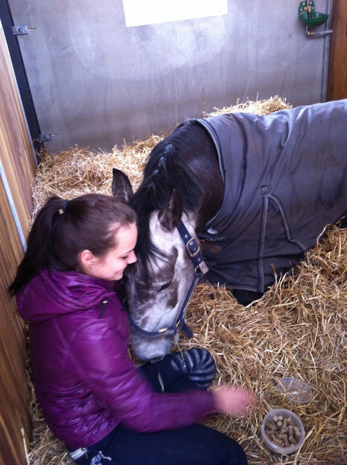 Dansk Varmblod Lamborghini LF billede 17
