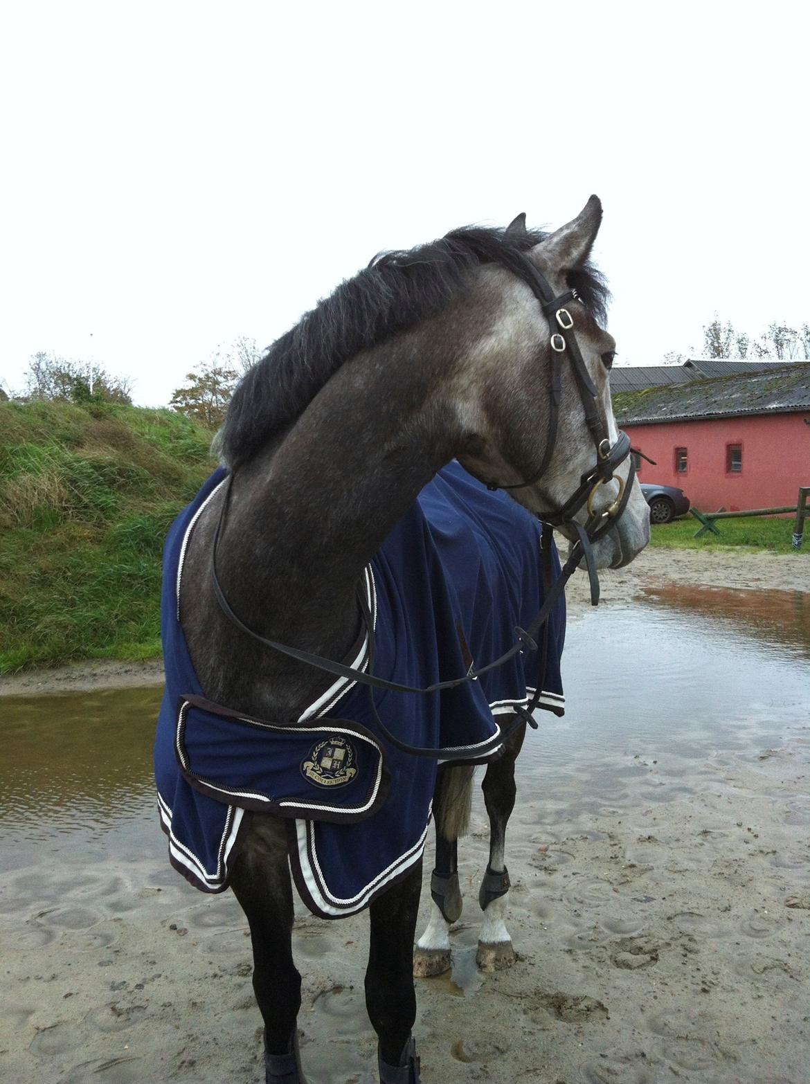 Dansk Varmblod Lamborghini LF billede 18