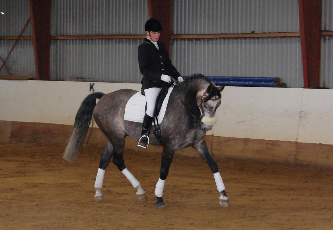 Dansk Varmblod Lamborghini LF - dressur stævne.  billede 19