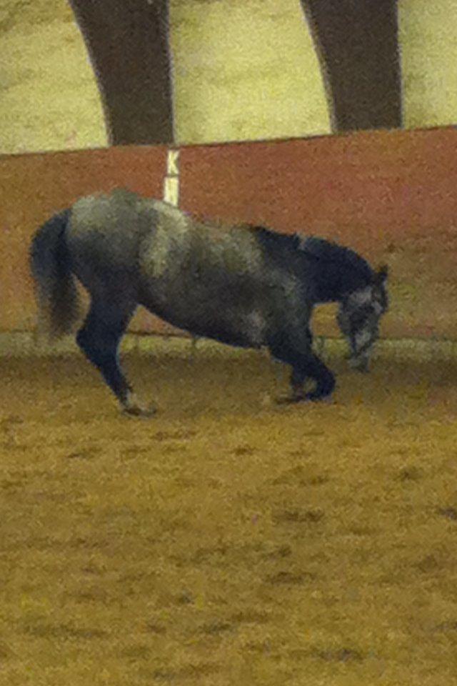 Dansk Varmblod Lamborghini LF billede 20