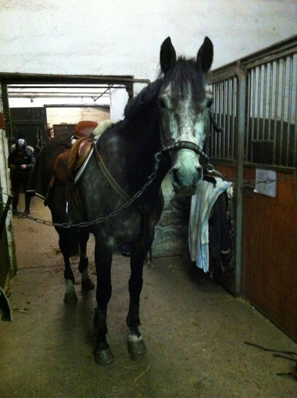 Dansk Varmblod Lamborghini LF billede 21