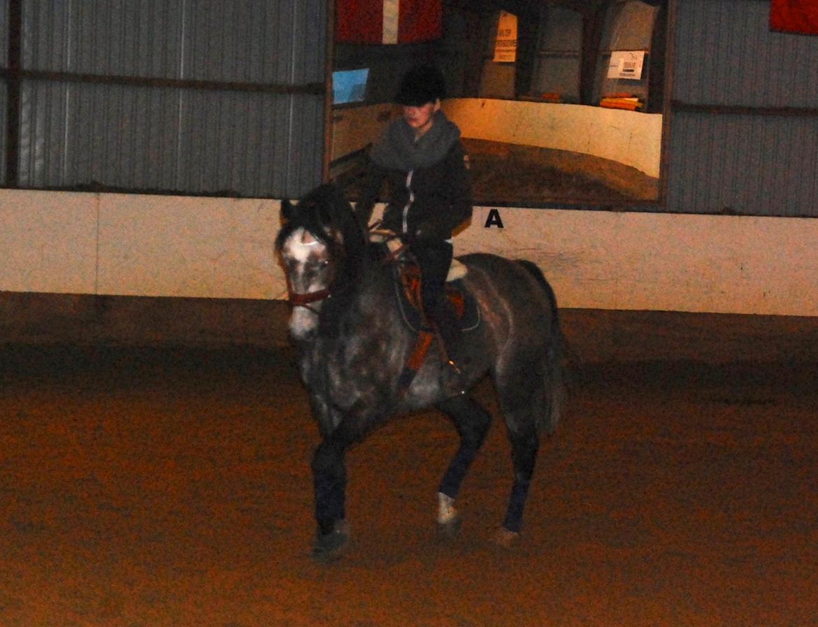 Dansk Varmblod Lamborghini LF billede 22