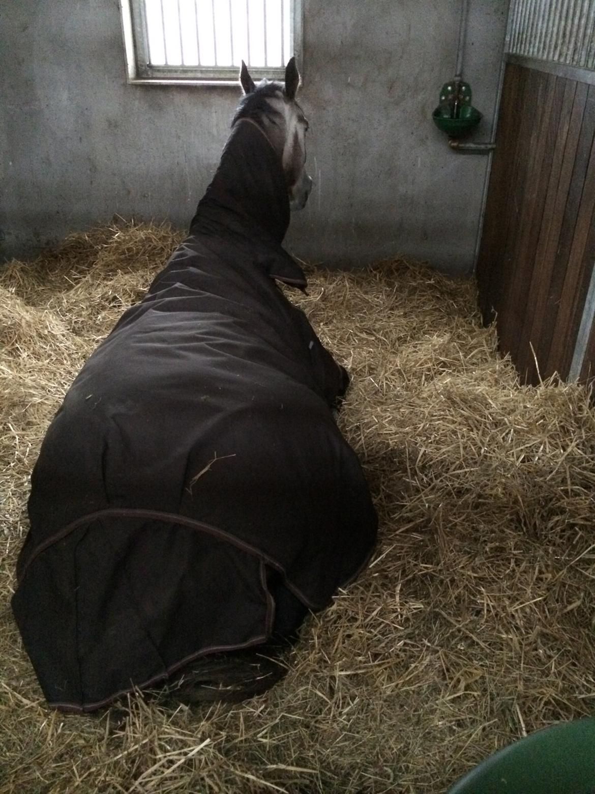 Dansk Varmblod Lamborghini LF billede 23