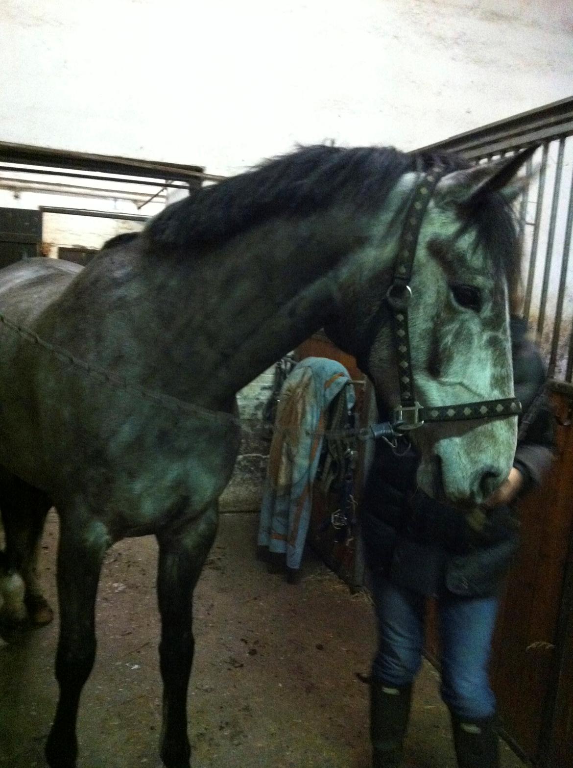 Dansk Varmblod Lamborghini LF billede 24