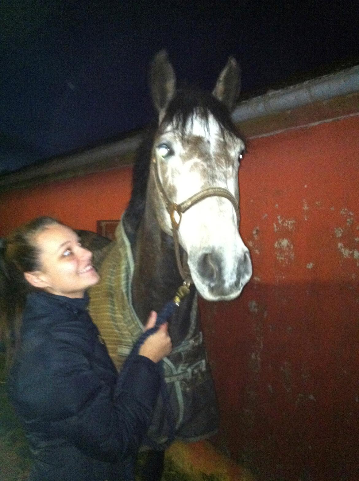 Dansk Varmblod Lamborghini LF billede 25