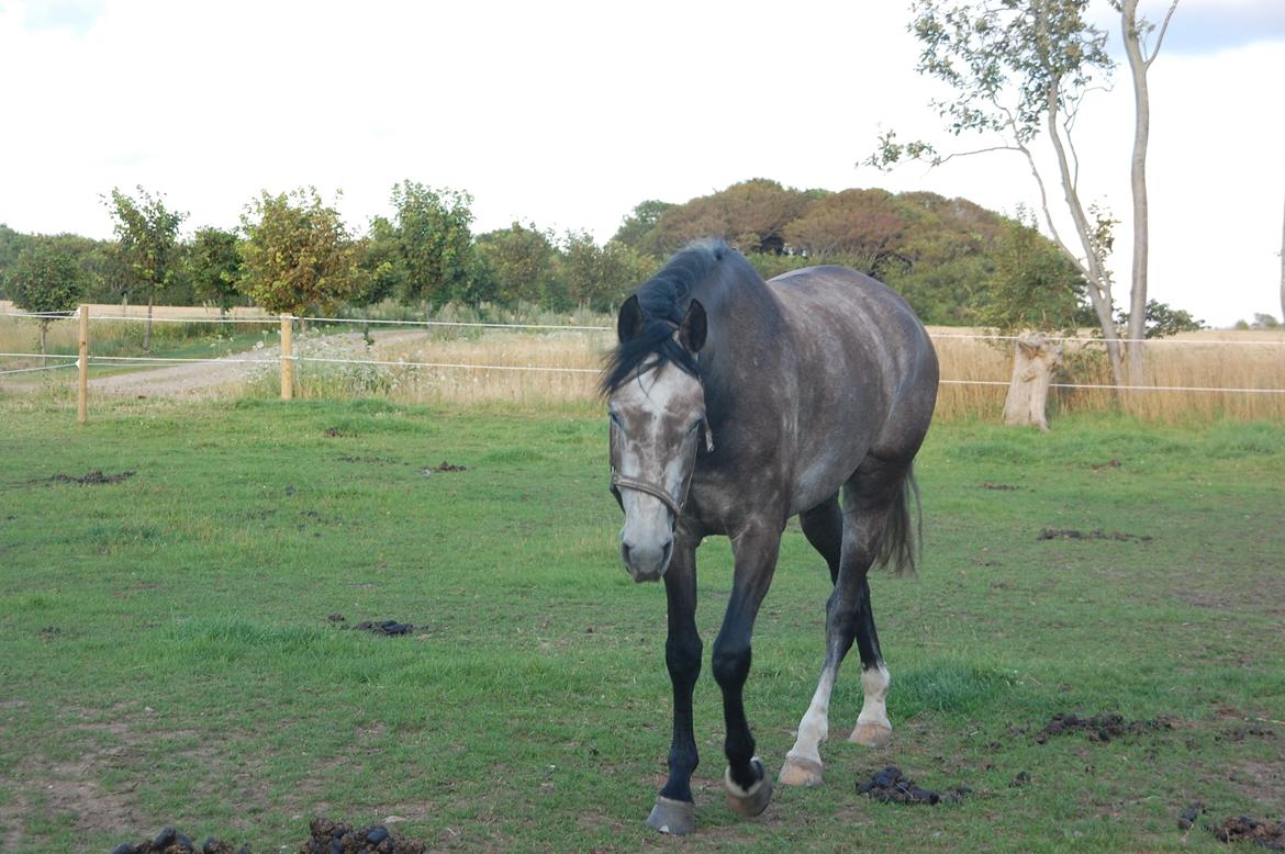 Dansk Varmblod Lamborghini LF billede 27