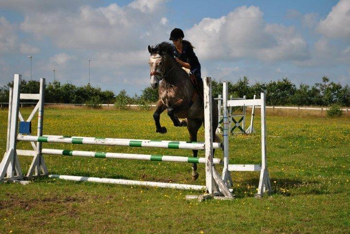 Dansk Varmblod Lamborghini LF billede 28