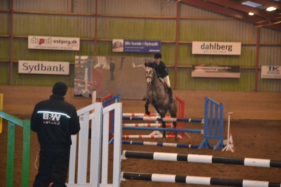 Dansk Varmblod Lamborghini LF billede 29