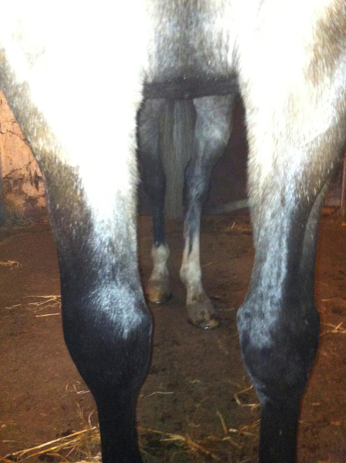 Dansk Varmblod Lamborghini LF - da han blev sparket fik han hævet knæ :(  billede 30