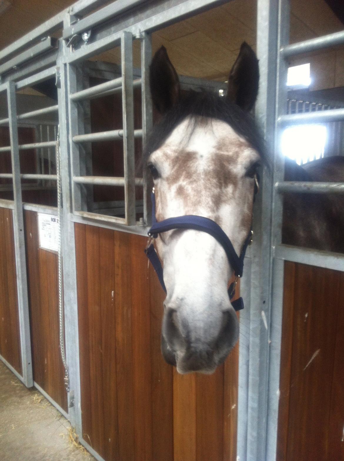 Dansk Varmblod Lamborghini LF billede 31