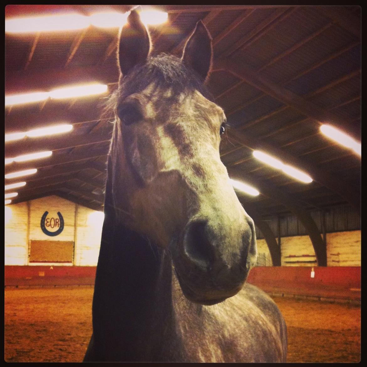 Dansk Varmblod Lamborghini LF billede 32