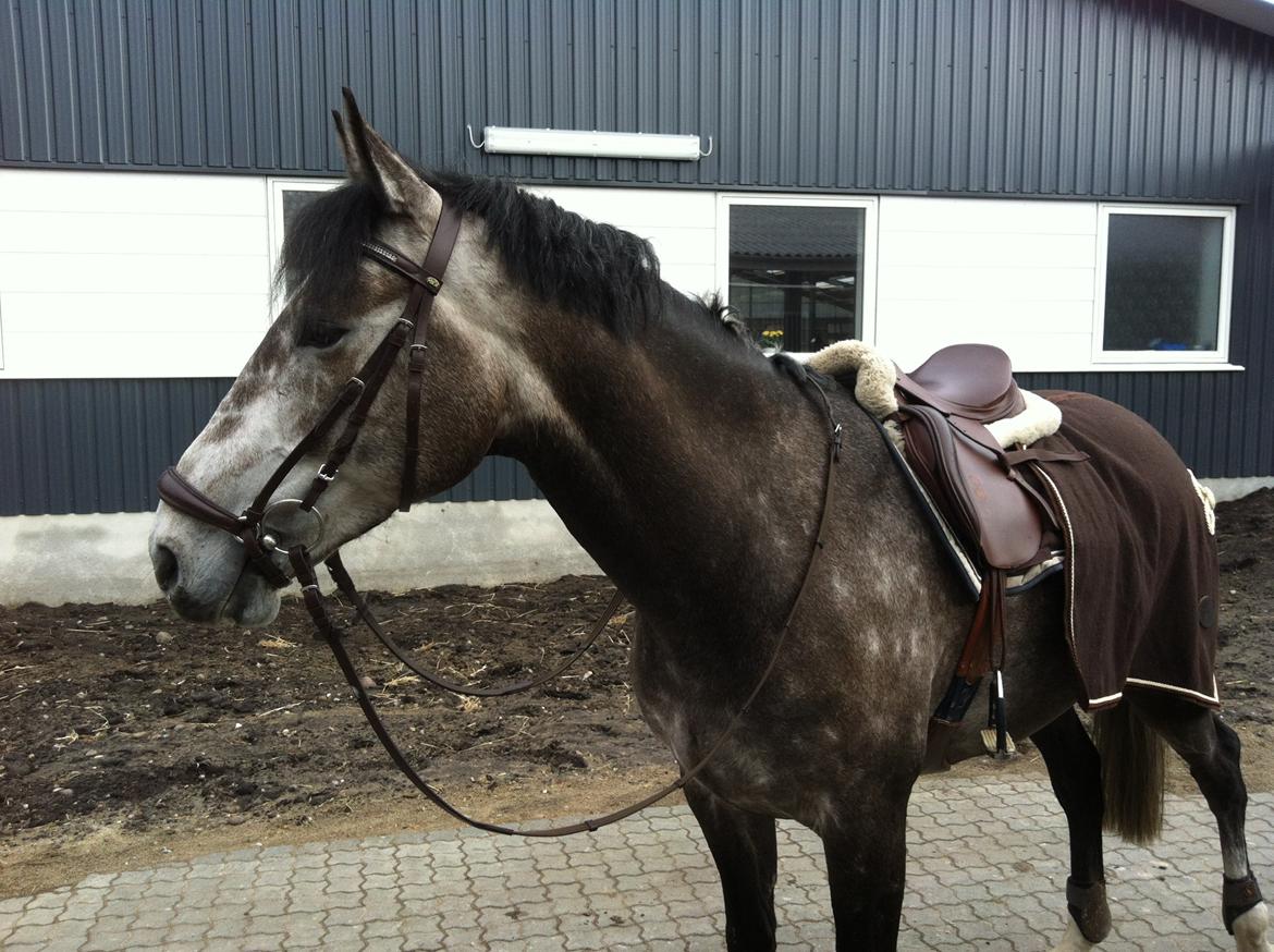 Dansk Varmblod Lamborghini LF - Velkommen. billede 1