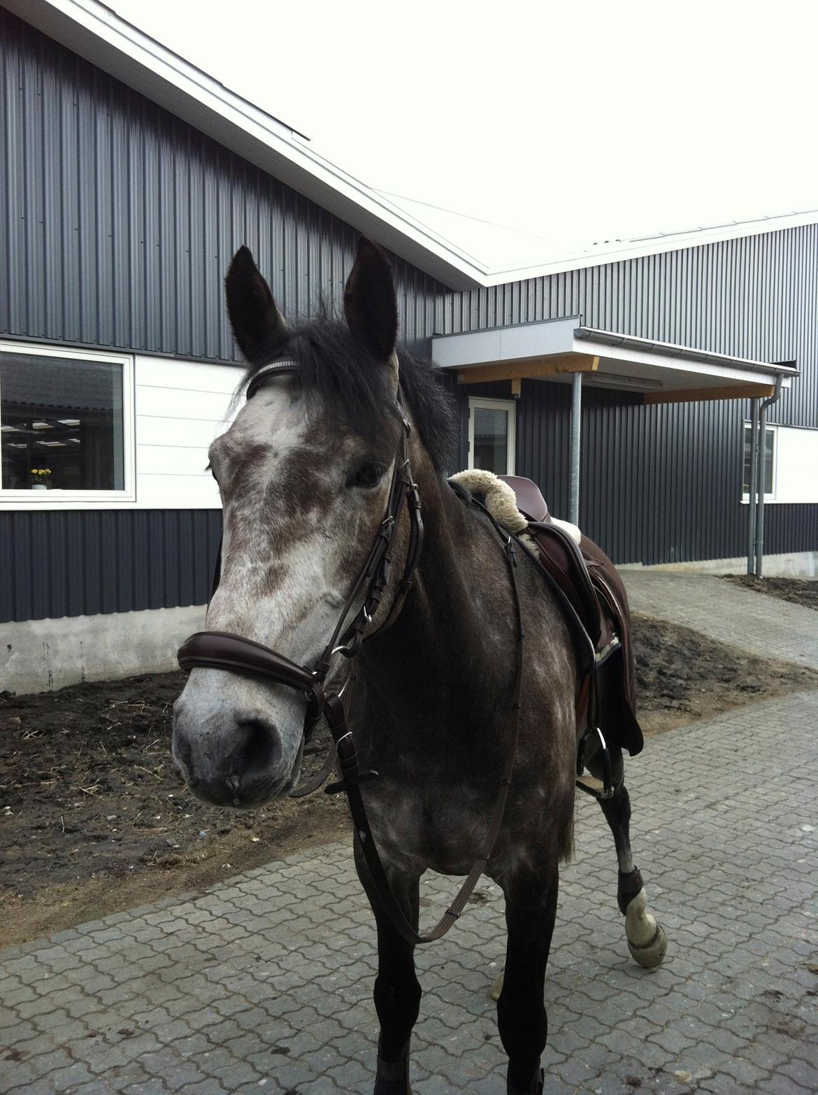 Dansk Varmblod Lamborghini LF billede 33