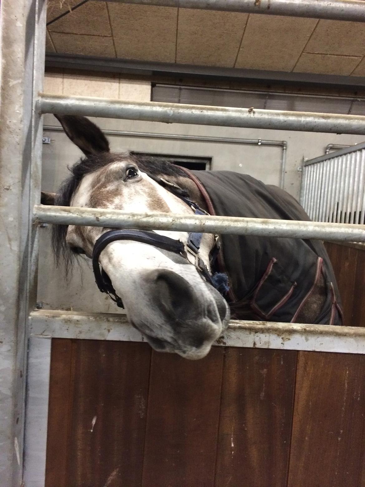 Dansk Varmblod Lamborghini LF billede 34