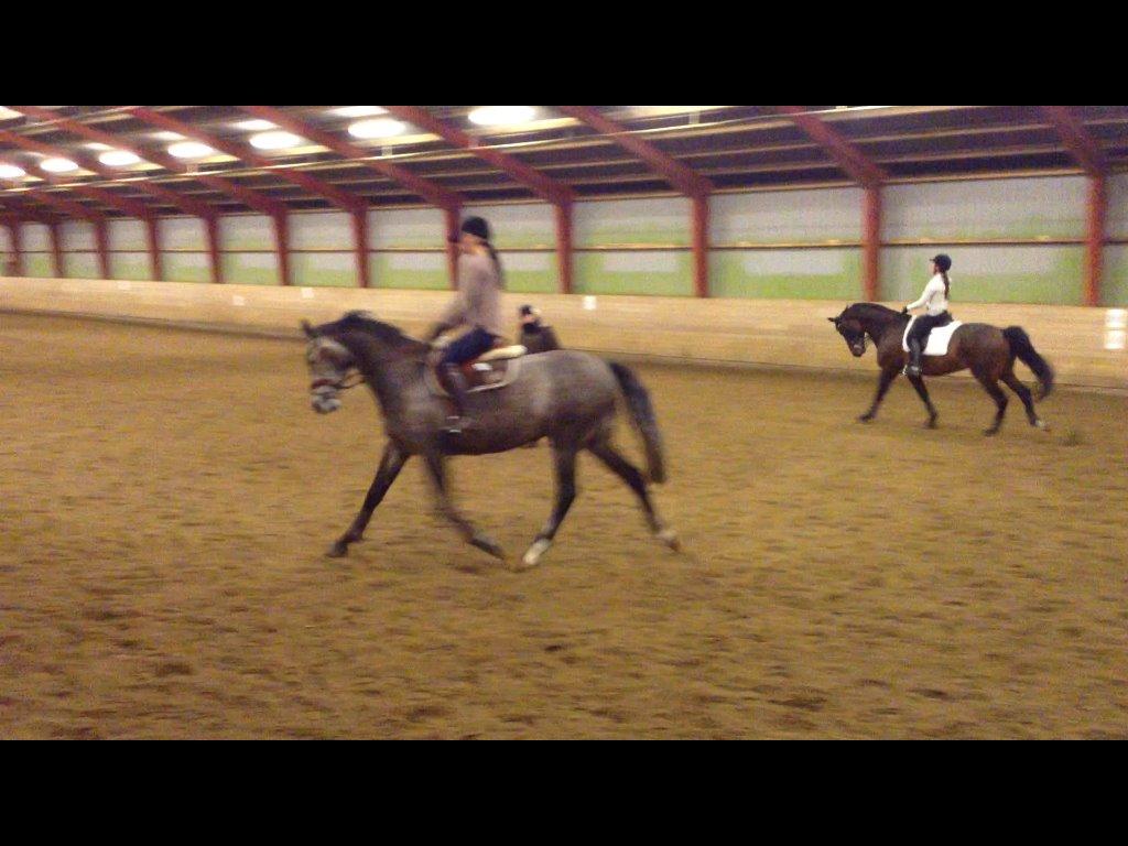 Dansk Varmblod Lamborghini LF - dressurundervisning - taget fra video billede 36