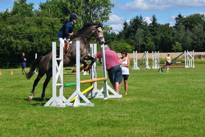 Dansk Varmblod Lamborghini LF billede 37