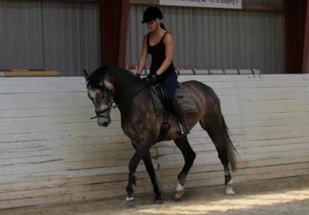 Dansk Varmblod Lamborghini LF billede 38