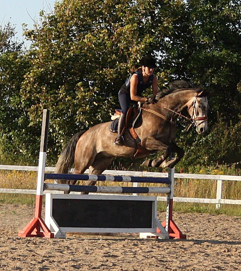 Dansk Varmblod Lamborghini LF billede 39