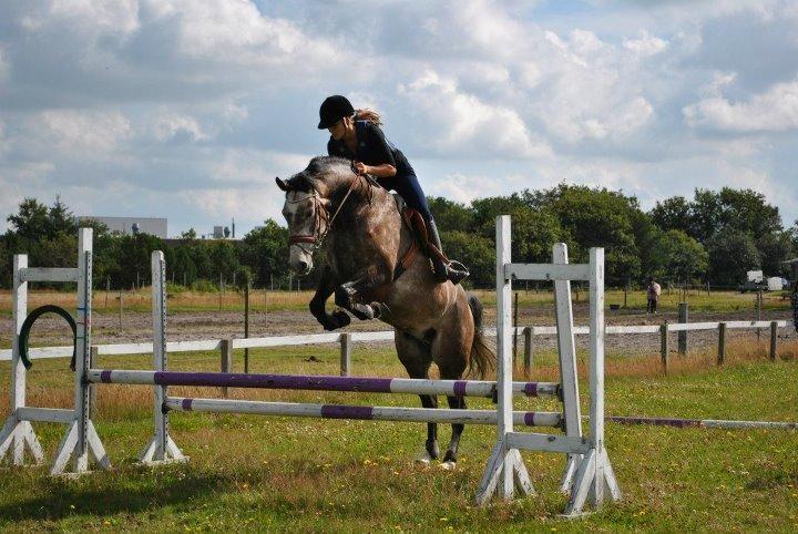 Dansk Varmblod Lamborghini LF billede 40