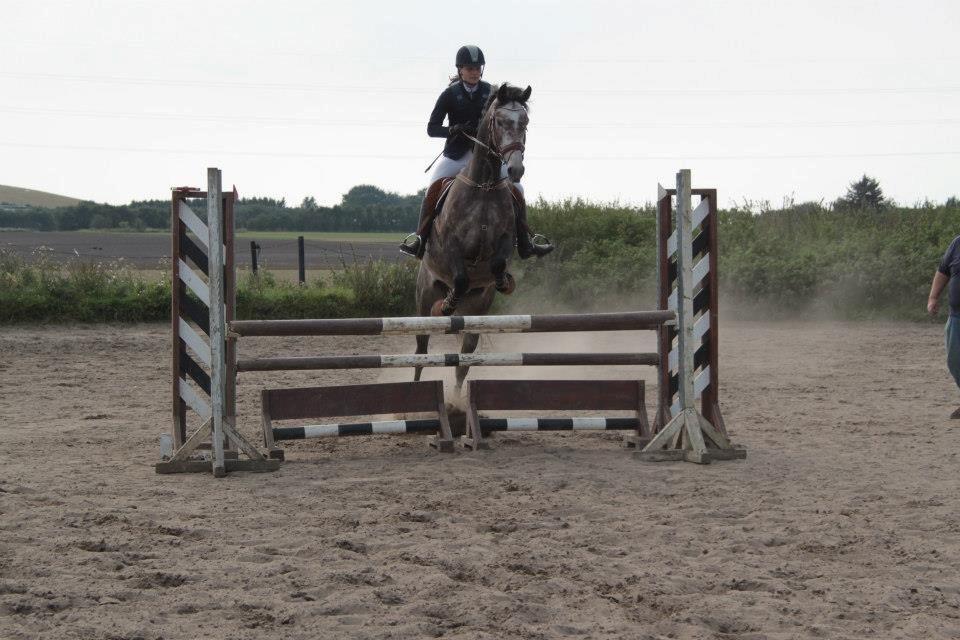 Dansk Varmblod Lamborghini LF billede 41