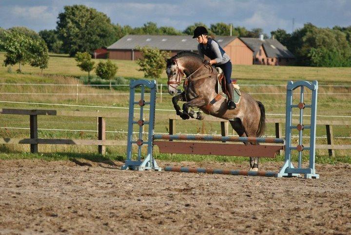 Dansk Varmblod Lamborghini LF billede 42