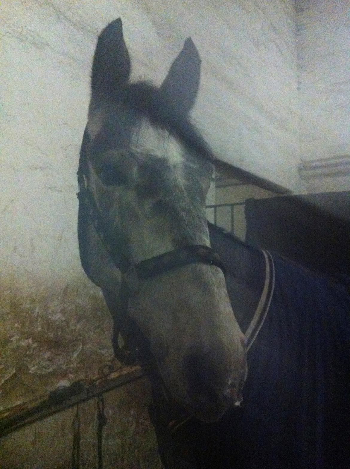 Dansk Varmblod Lamborghini LF billede 43