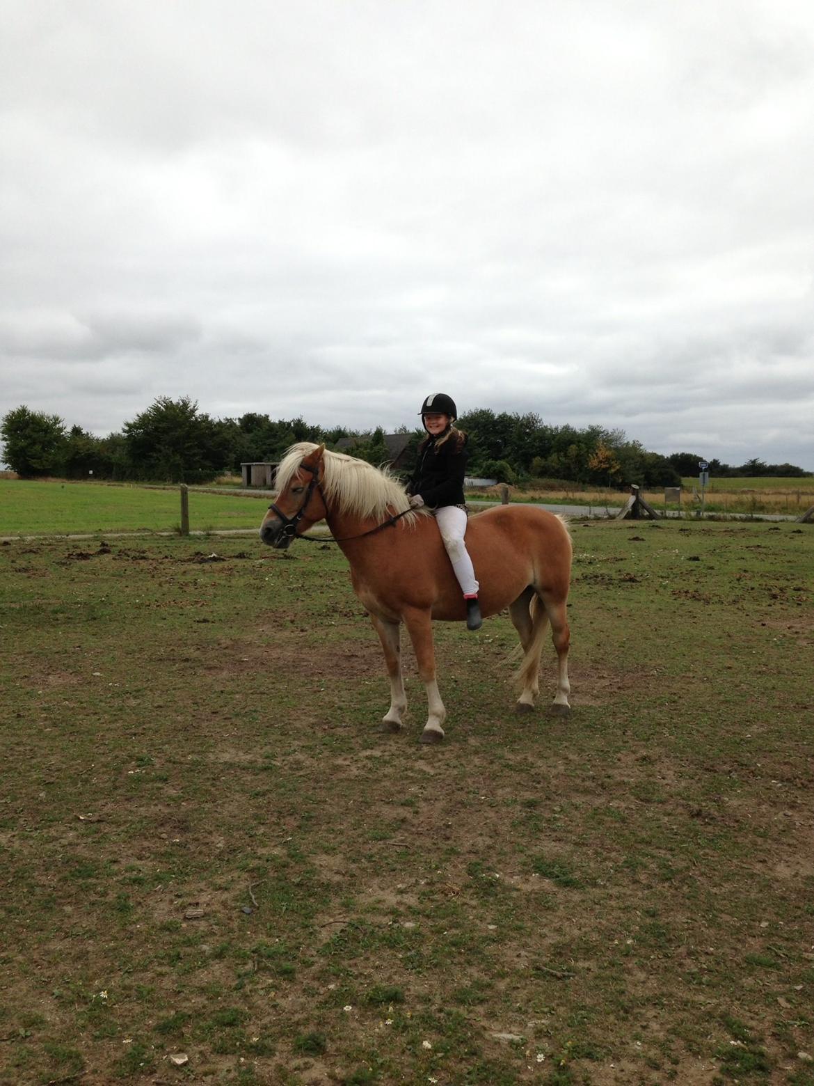 Haflinger Shandie billede 1