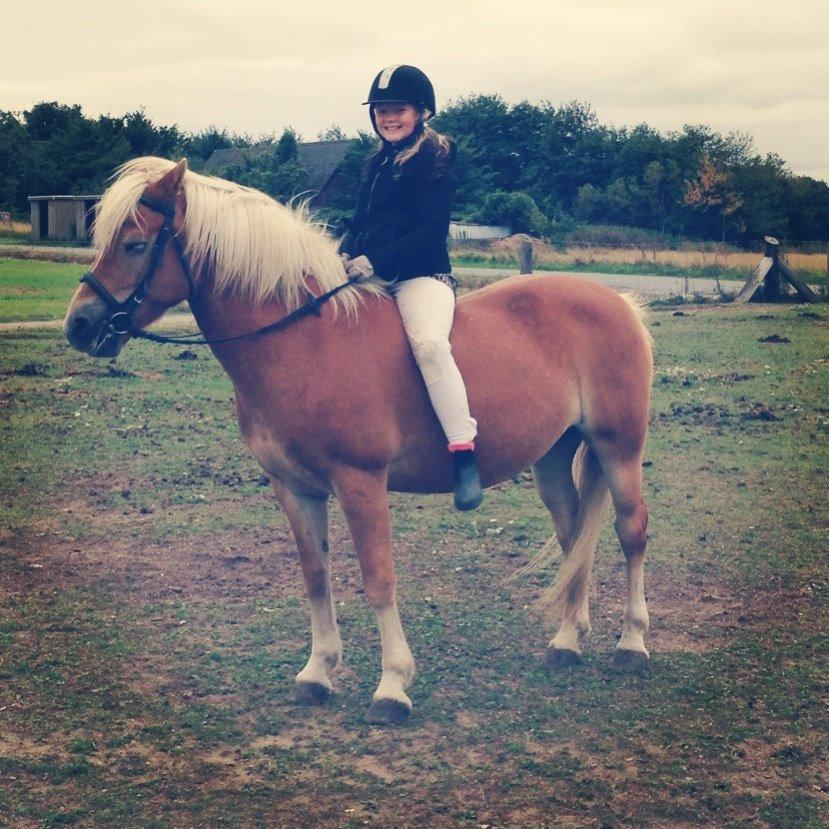 Haflinger Shandie billede 2