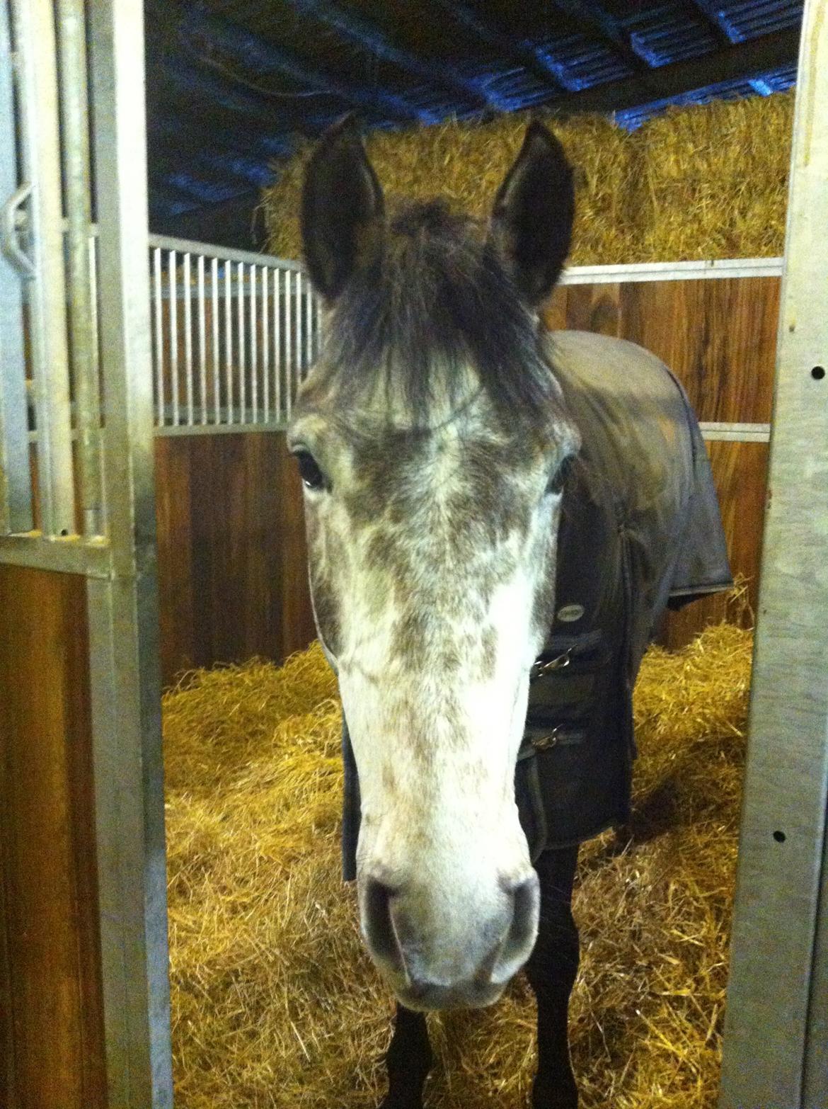 Dansk Varmblod Lamborghini LF billede 44