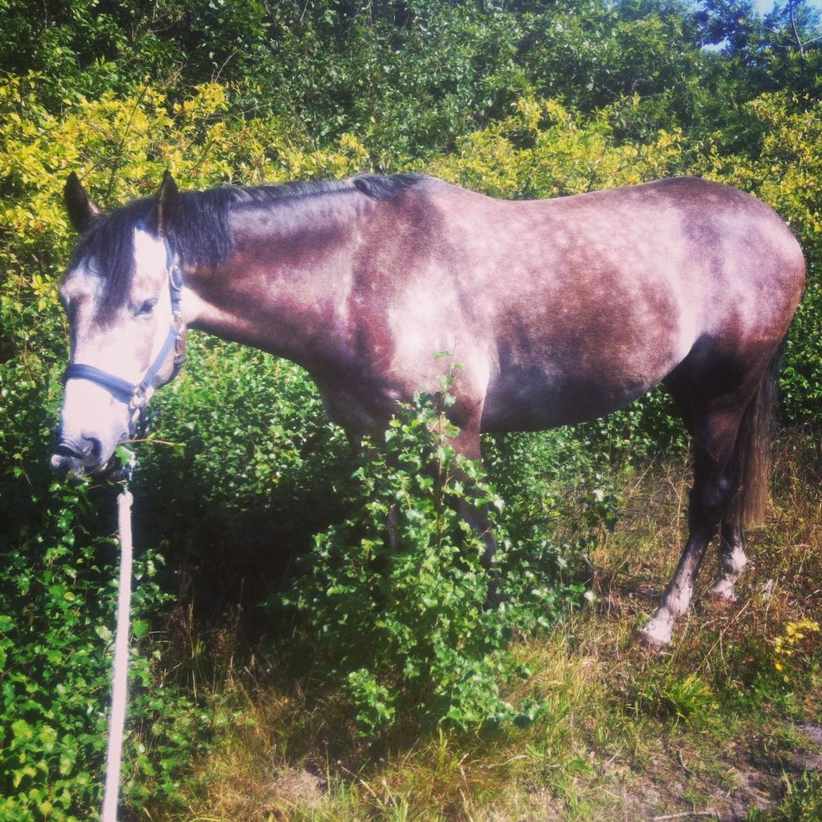 Dansk Varmblod Lamborghini LF billede 45