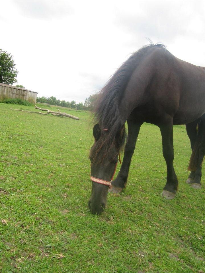 Frieser Viktor (Rider) - Velkommen;-) billede 2