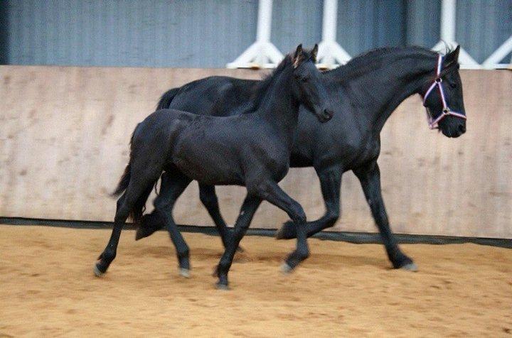 Frieser Viktor (Rider) - Viktor som føl og hans mor bagved. billede 4
