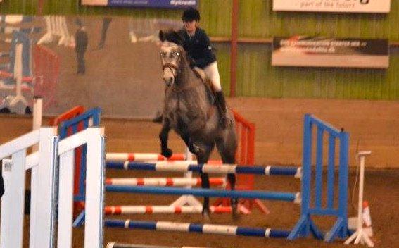 Dansk Varmblod Lamborghini LF billede 46