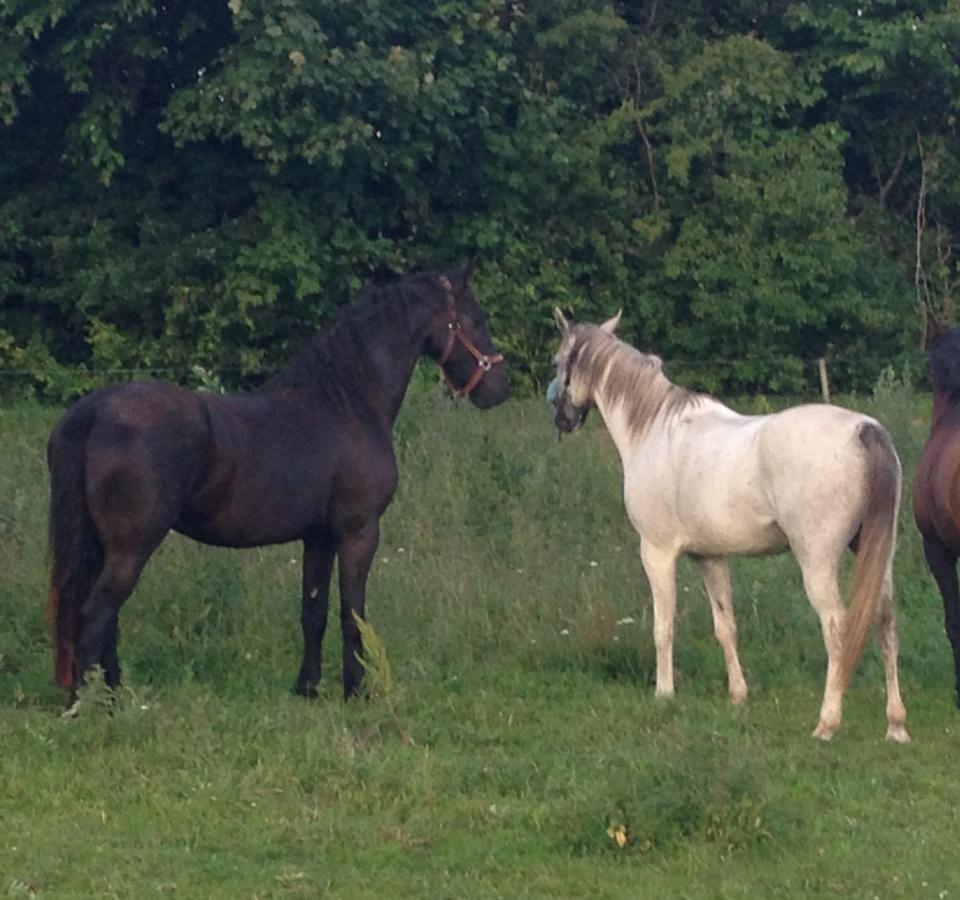 Frieser Viktor (Rider) billede 5