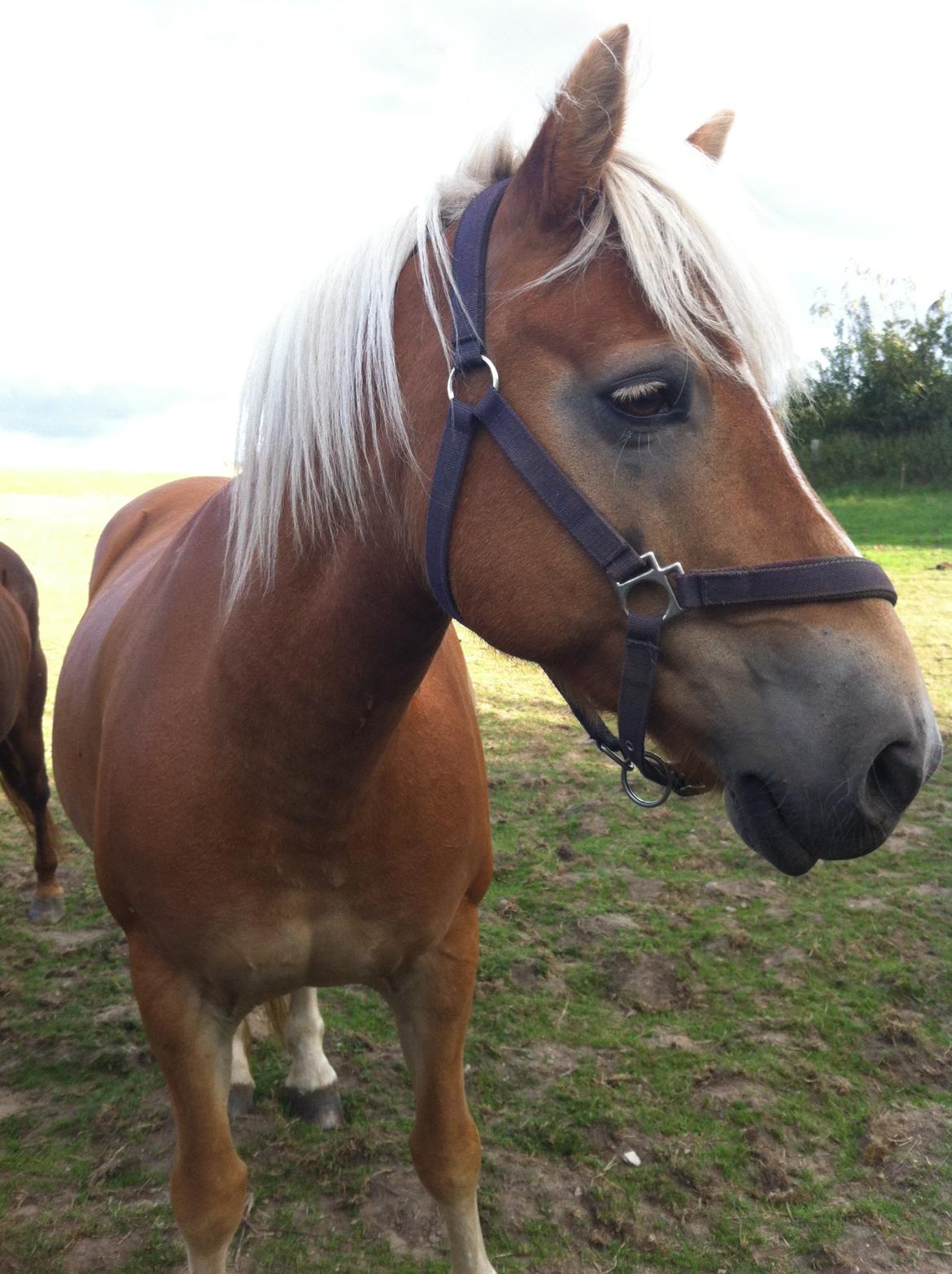 Haflinger Shandie billede 3