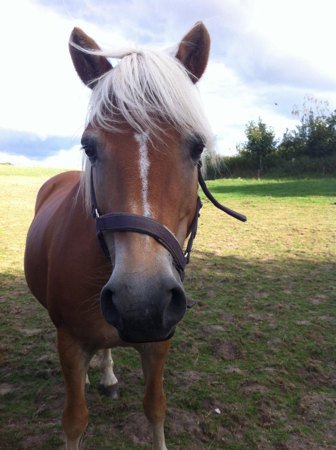 Haflinger Shandie billede 4