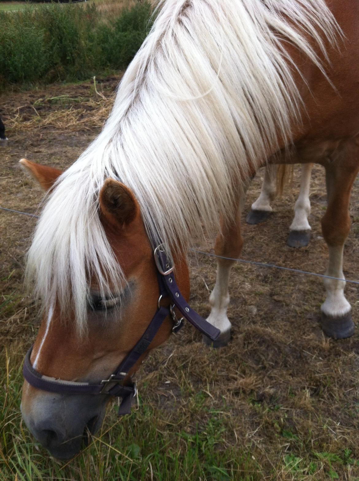 Haflinger Shandie billede 5