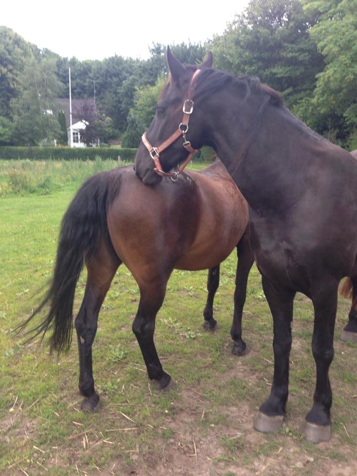 Frieser Viktor (Rider) billede 6