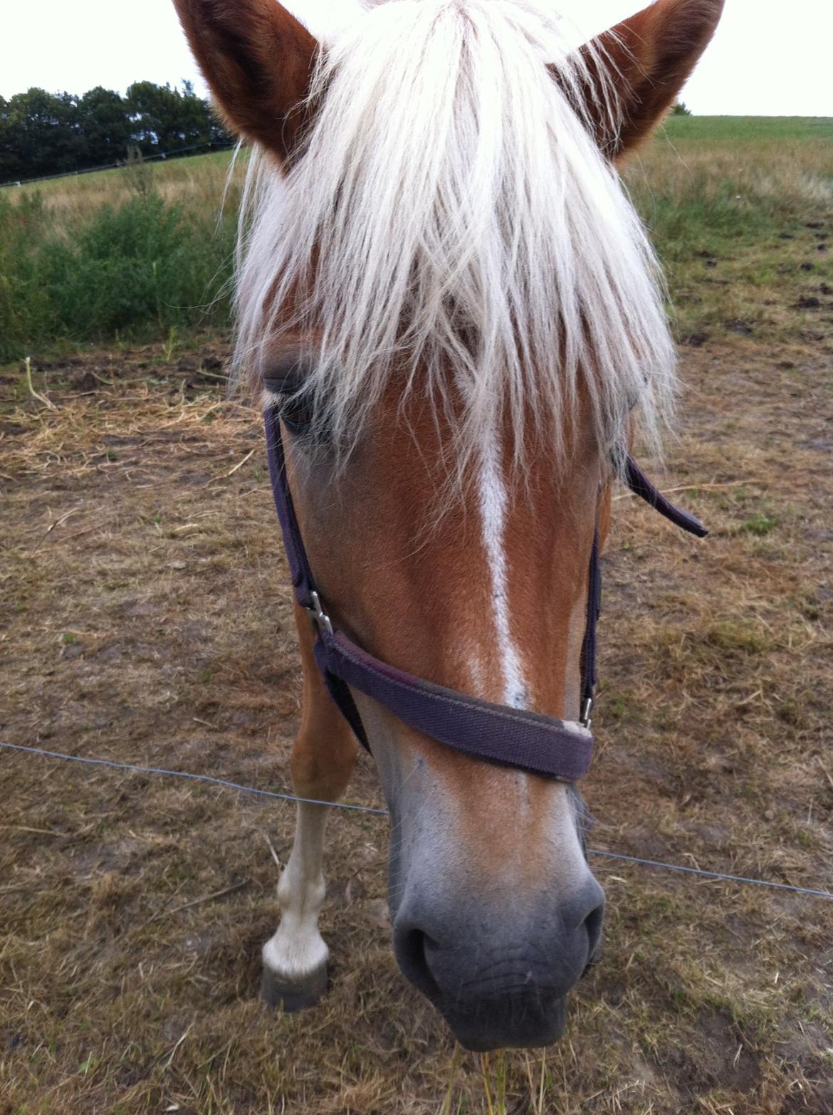 Haflinger Shandie billede 6