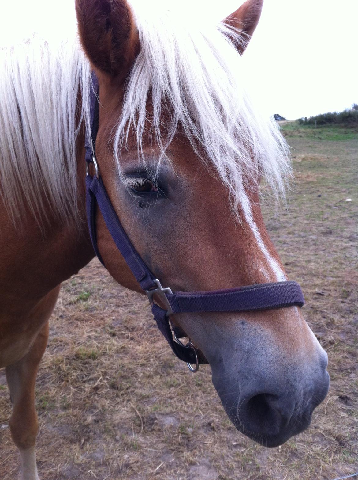 Haflinger Shandie billede 7